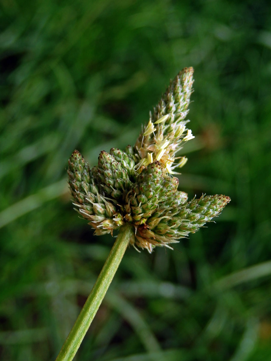 Jitrocel kopinatý (Plantago lanceolata L.) - větvené květenství (7a)