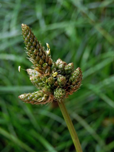 Jitrocel kopinatý (Plantago lanceolata L.) - větvené květenství (7b)