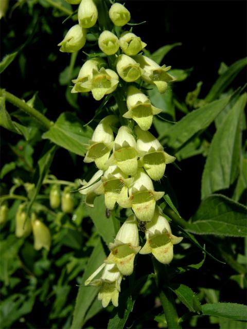 Náprstník žlutý (Digitalis lutea L.)