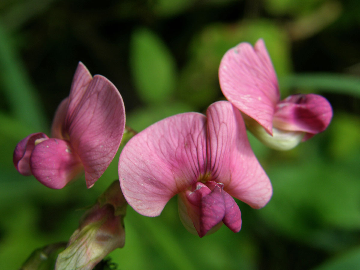 Hrachor lesní (Lathyrus sylvestris L.)