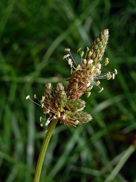 Jitrocel kopinatý (Plantago lanceolata L.) - větvené květenství (8)