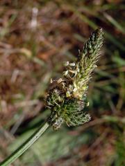 Jitrocel kopinatý (Plantago lanceolata L.) - větvené květenství (10a)