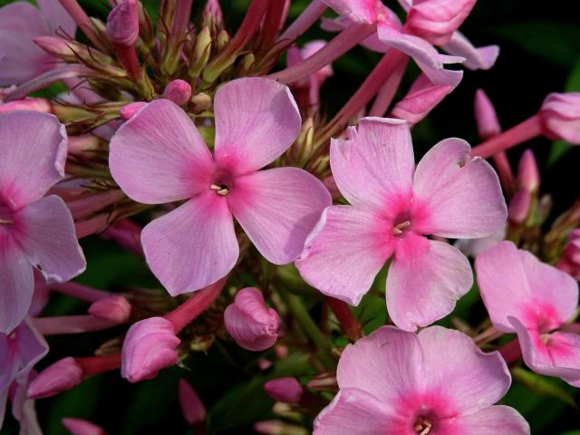 Plamenka latnatá (Phlox paniculata L.) s čtyřčetným květem (7)