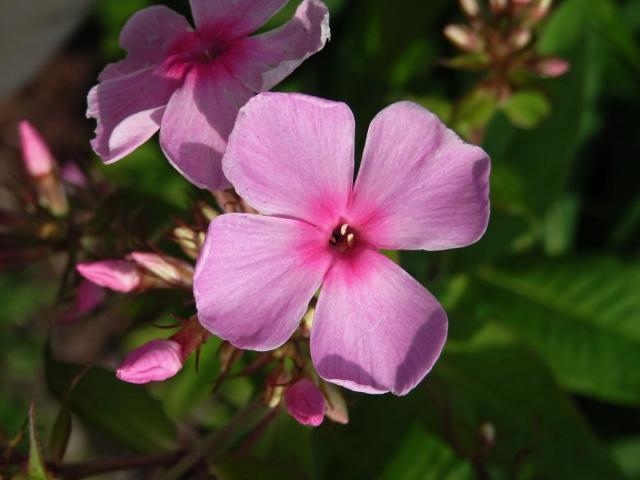 Plamenka latnatá (Phlox paniculata L.) s čtyřčetným květem (8)