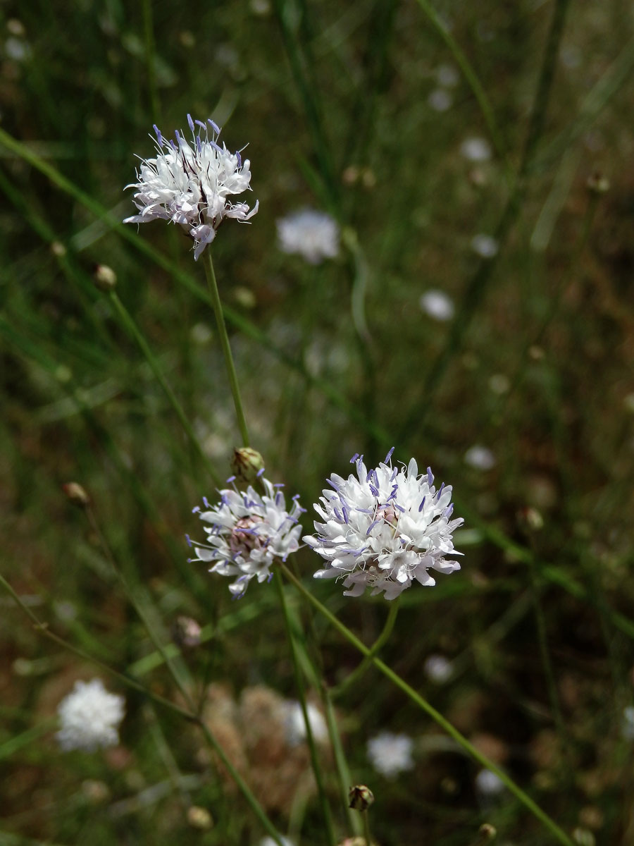 Hlavatka transylvánská (Cephalaria transsylvanica (L.) Roem. & Schult. )