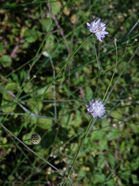 Hlavatka transylvánská (Cephalaria transsylvanica (L.) Roem. & Schult. )