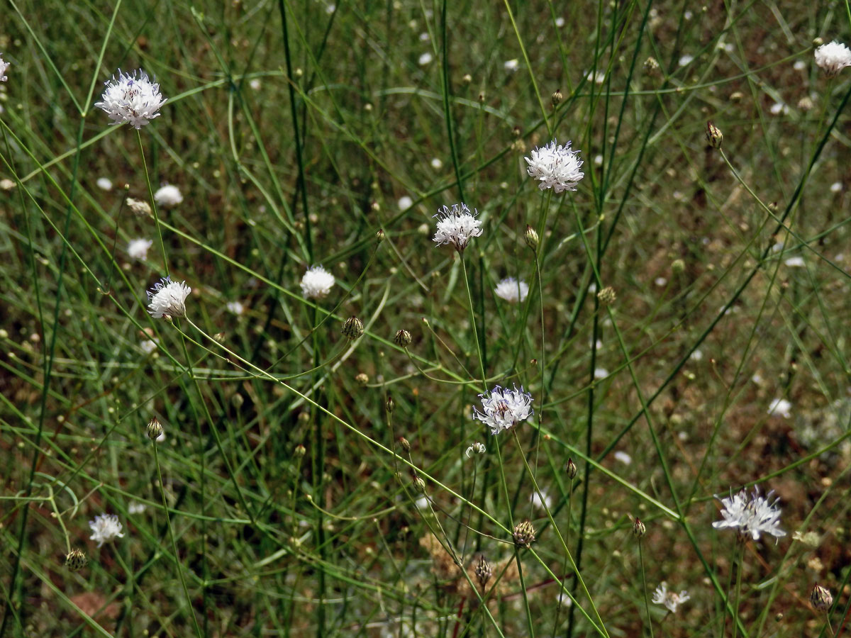 Hlavatka transylvánská (Cephalaria transsylvanica (L.) Roem. & Schult. )