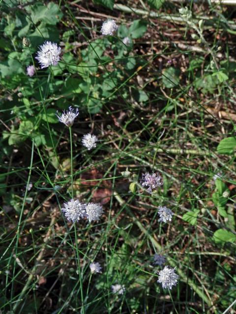 Hlavatka transylvánská (Cephalaria transsylvanica (L.) Roem. & Schult. )