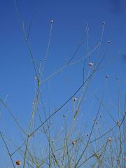 Hlavatka transylvánská (Cephalaria transsylvanica (L.) Roem. & Schult. )