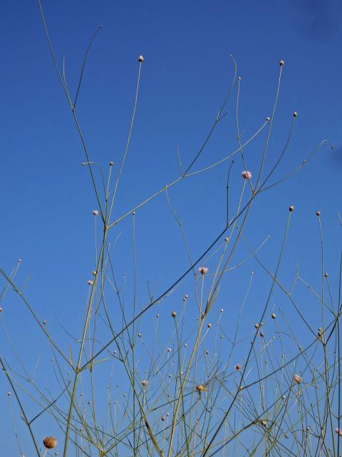 Hlavatka transylvánská (Cephalaria transsylvanica (L.) Roem. & Schult. )