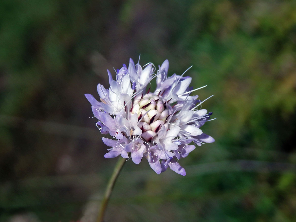 Hlavatka transylvánská (Cephalaria transsylvanica (L.) Roem. & Schult. )