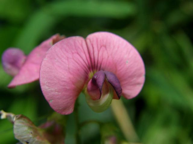 Hrachor lesní (Lathyrus sylvestris L.)