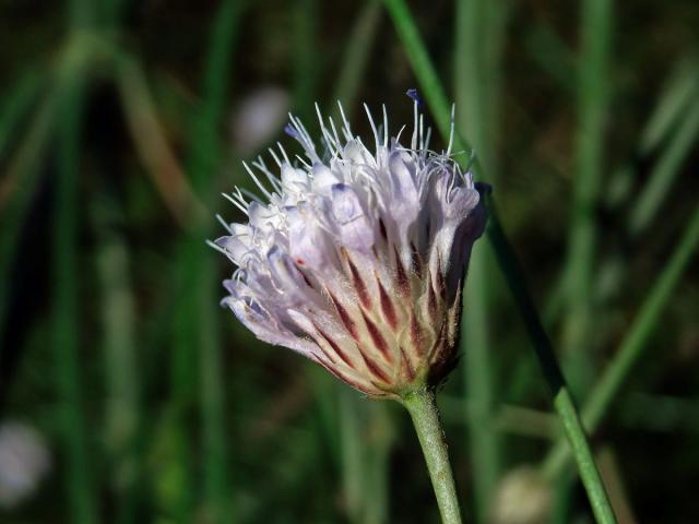 Hlavatka transylvánská (Cephalaria transsylvanica (L.) Roem. & Schult. )