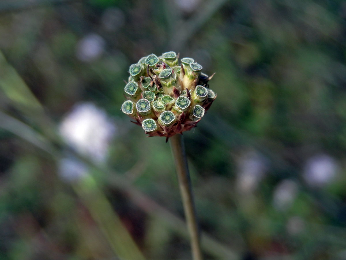 Hlavatka transylvánská (Cephalaria transsylvanica (L.) Roem. & Schult. )