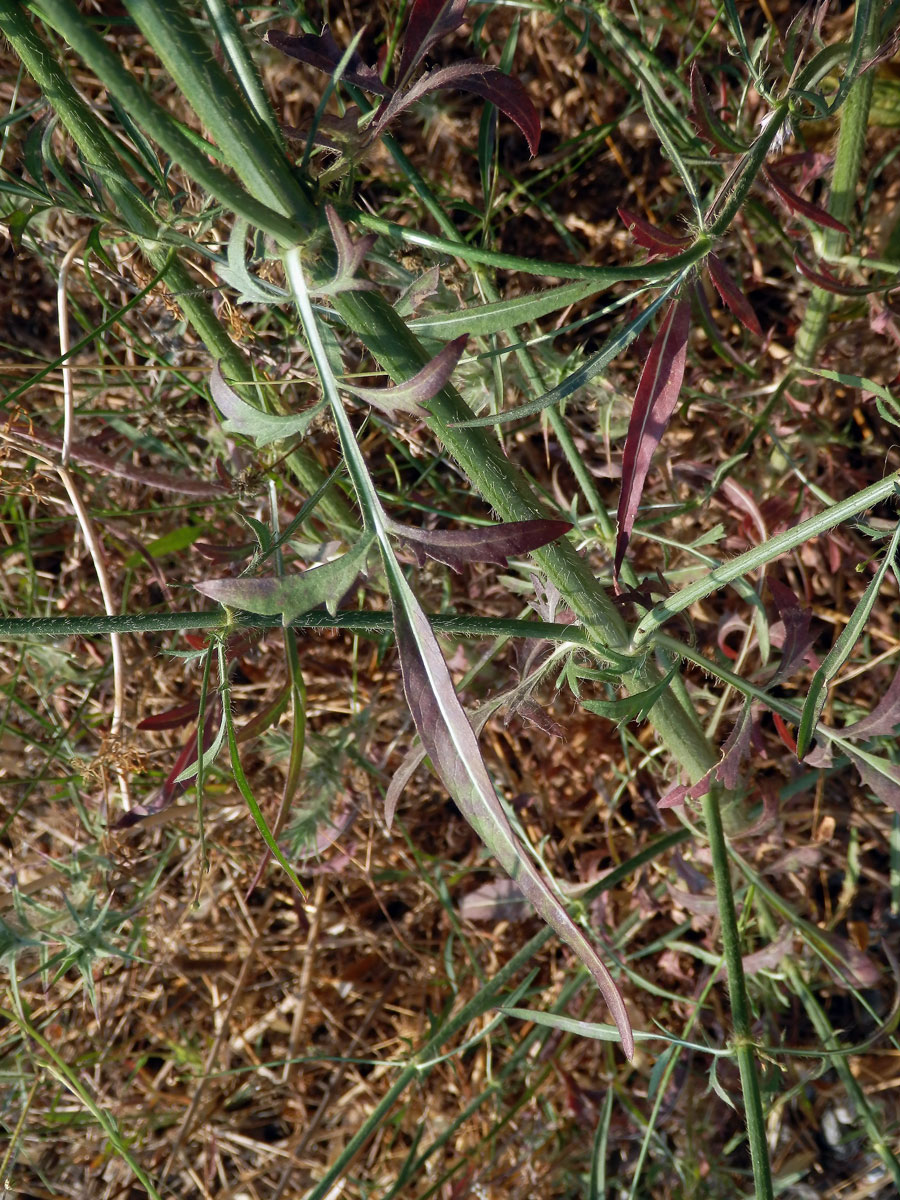 Hlavatka transylvánská (Cephalaria transsylvanica (L.) Roem. & Schult. )