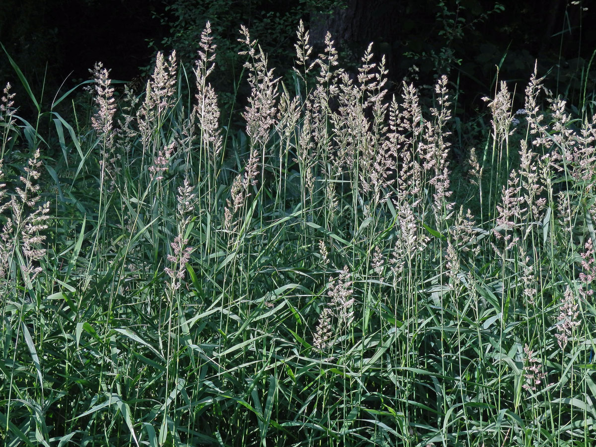 Chrastice rákosovitá (Phalaris arundinacea L.)