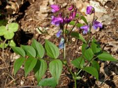 Hrachor jarní, Lecha jarní (Lathyrus vernus (L.) Bernh.)