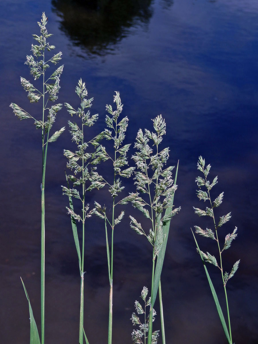 Chrastice rákosovitá (Phalaris arundinacea L.)