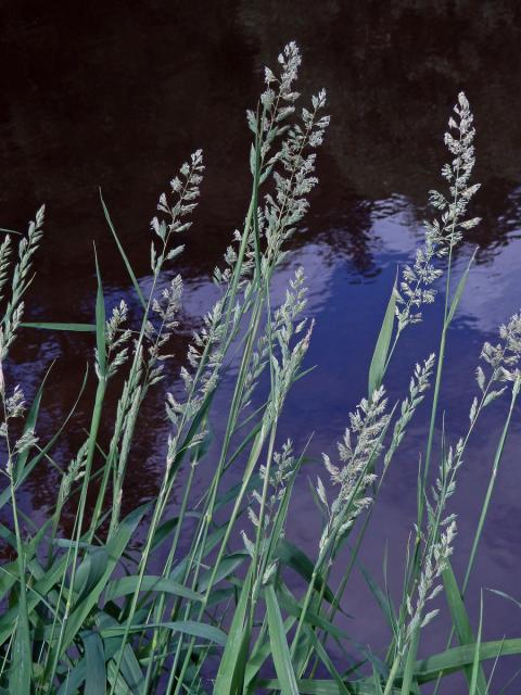 Chrastice rákosovitá (Phalaris arundinacea L.)