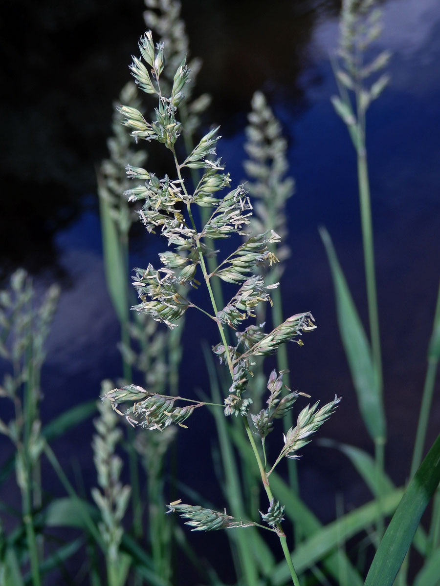 Chrastice rákosovitá (Phalaris arundinacea L.)