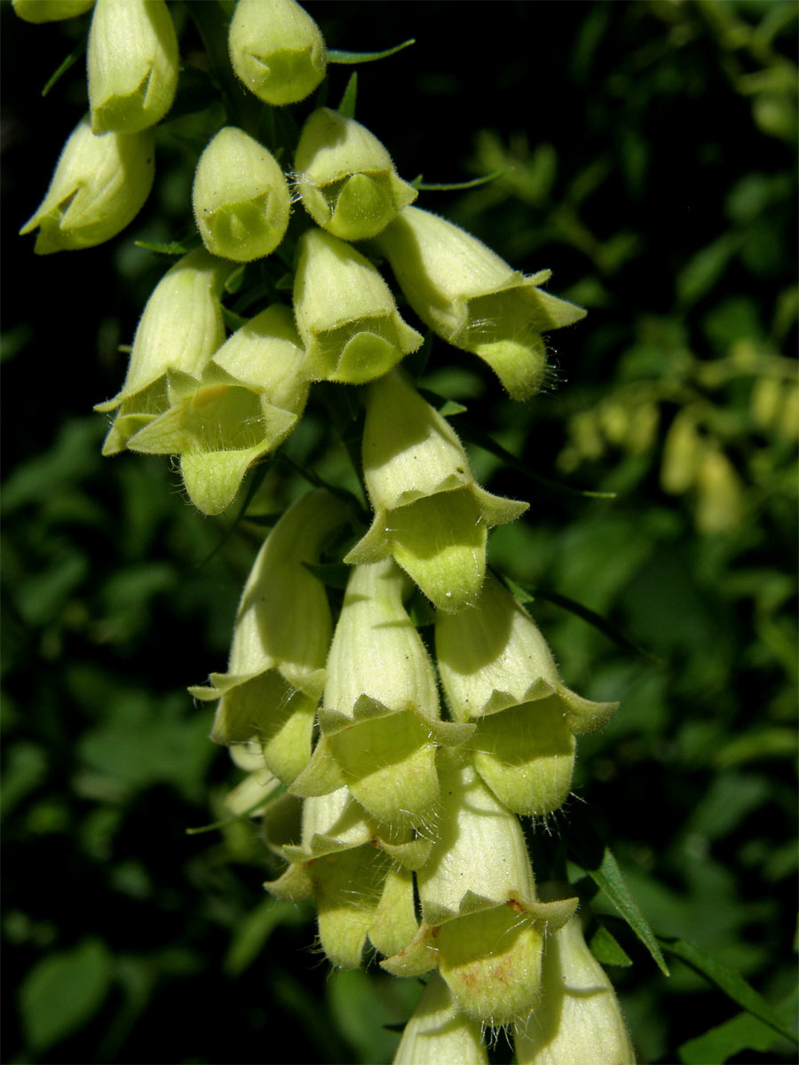 Náprstník žlutý (Digitalis lutea L.)