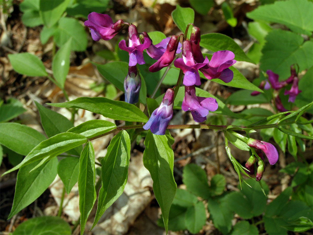 Hrachor jarní, Lecha jarní (Lathyrus vernus (L.) Bernh.)