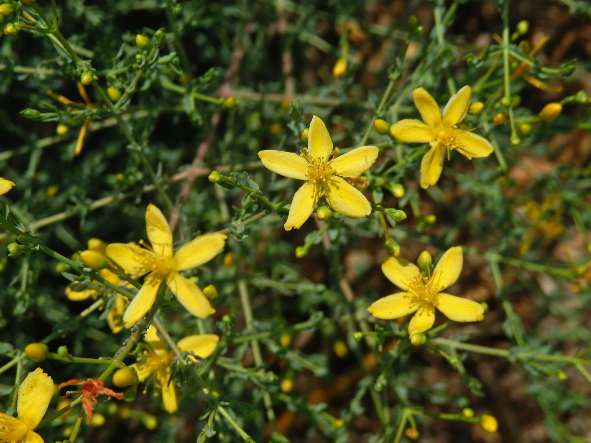 Třezalka (Hypericum triquetrifolium Turra)