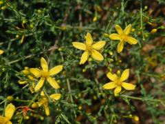 Třezalka (Hypericum triquetrifolium Turra)