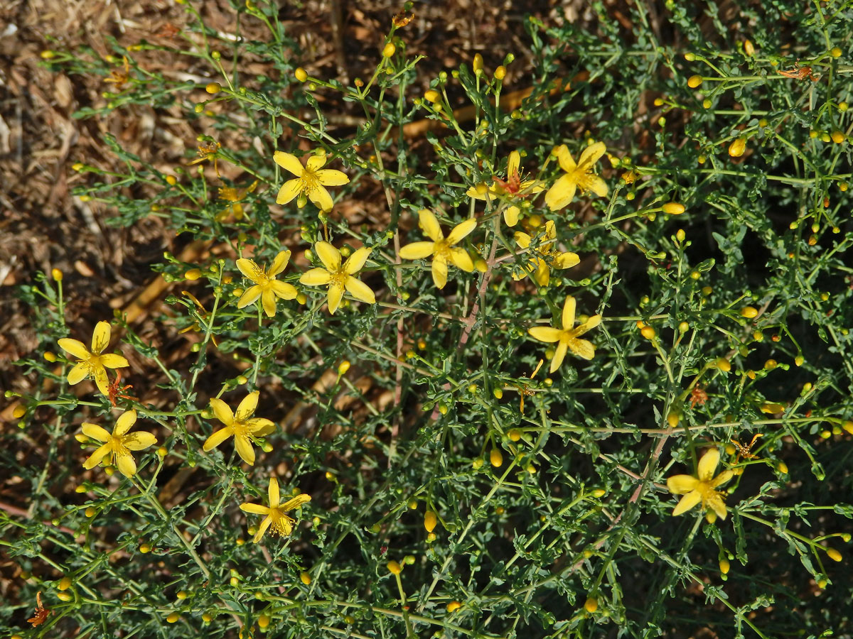 Třezalka (Hypericum triquetrifolium Turra)