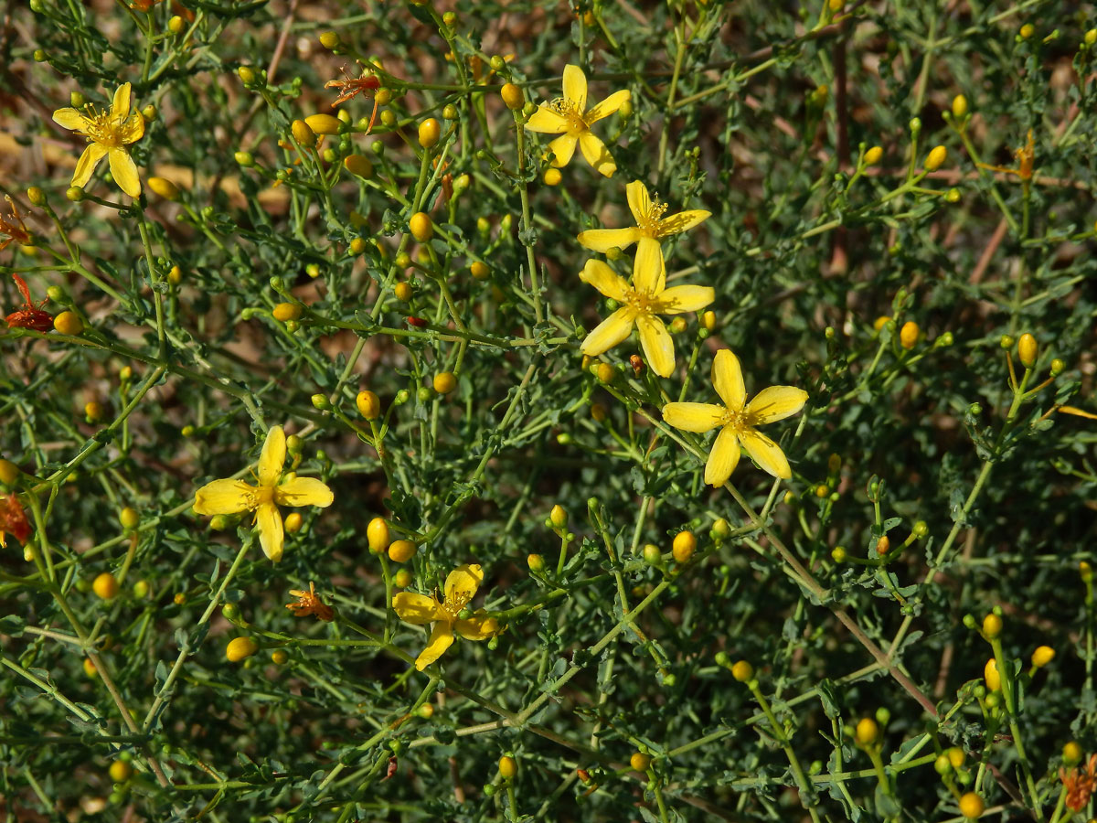 Třezalka (Hypericum triquetrifolium Turra)