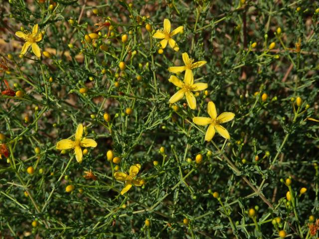 Třezalka (Hypericum triquetrifolium Turra)