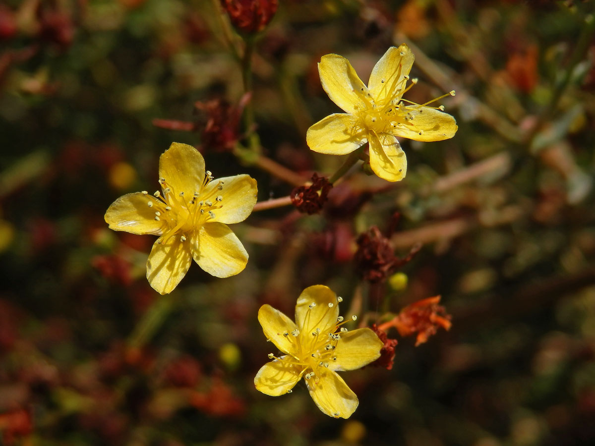 Třezalka (Hypericum triquetrifolium Turra)