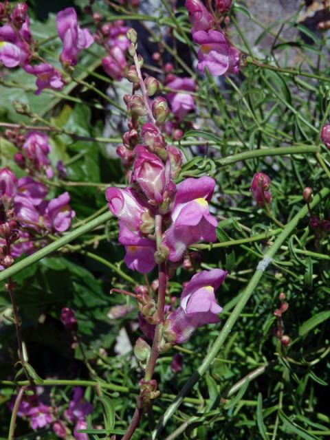 Hledík (Antirrhinum australe Rothm.)