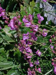 Hledík (Antirrhinum australe Rothm.)