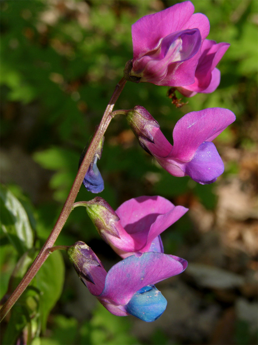 Hrachor jarní, Lecha jarní (Lathyrus vernus (L.) Bernh.)