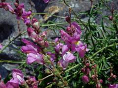 Hledík (Antirrhinum australe Rothm.)