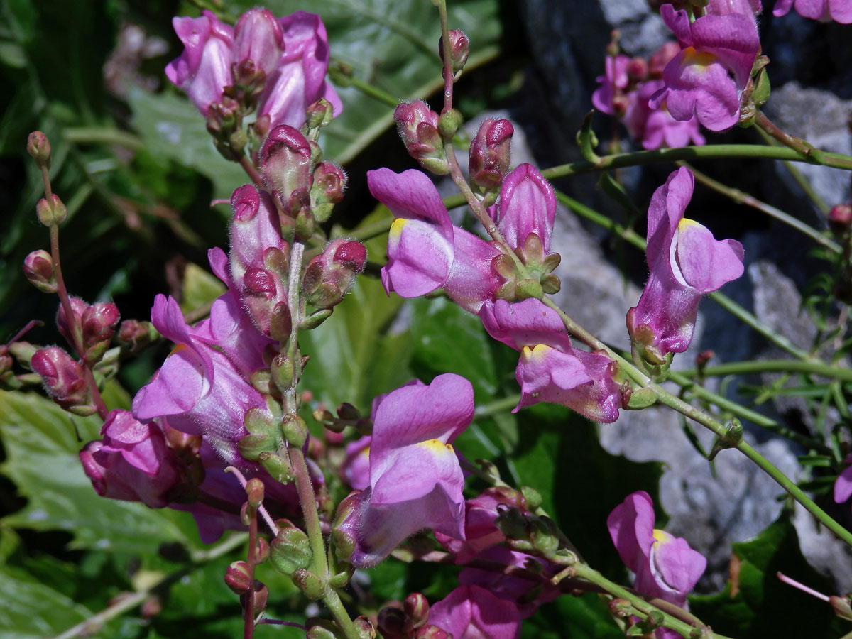 Hledík (Antirrhinum australe Rothm.)