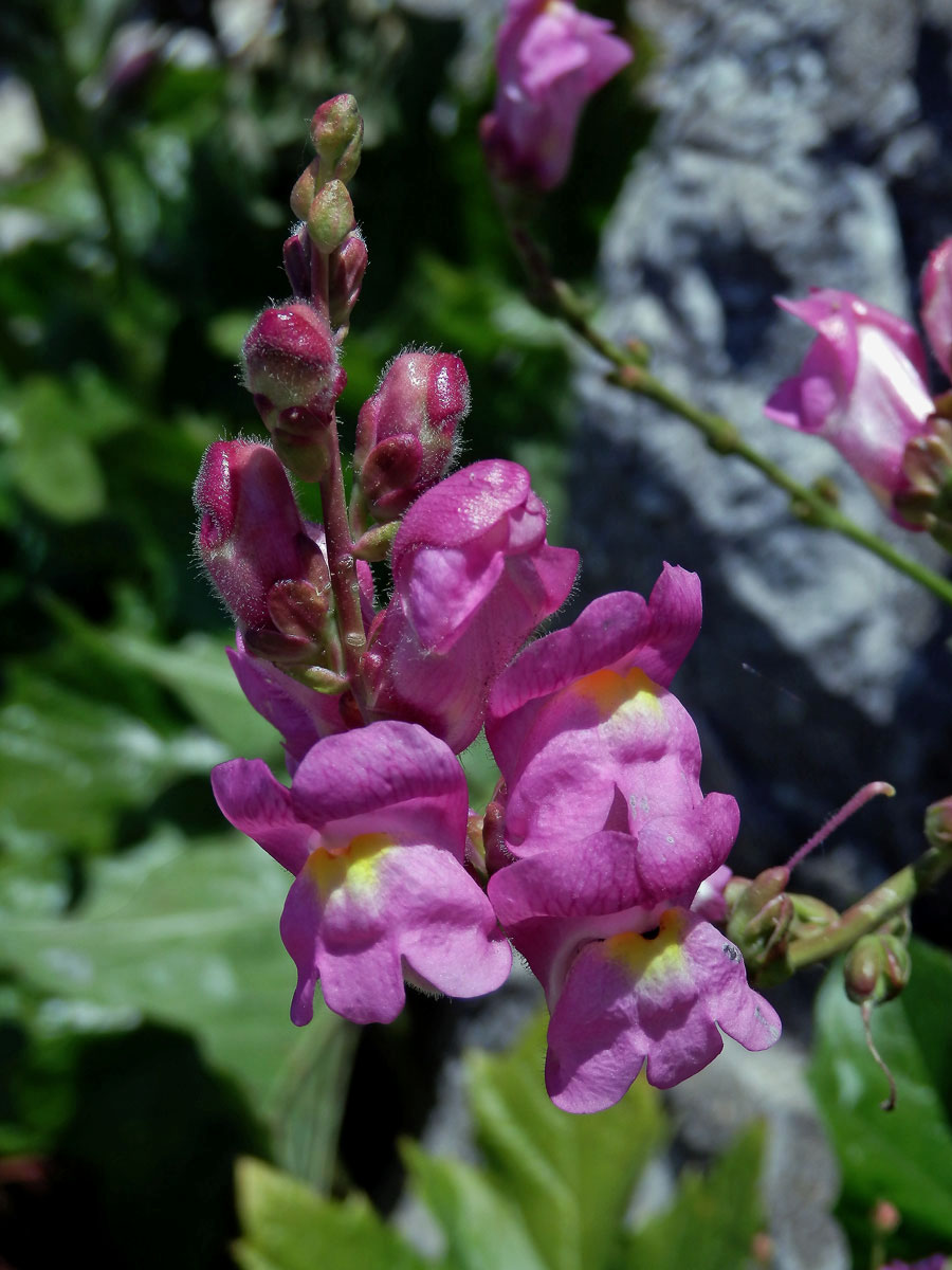 Hledík (Antirrhinum australe Rothm.)