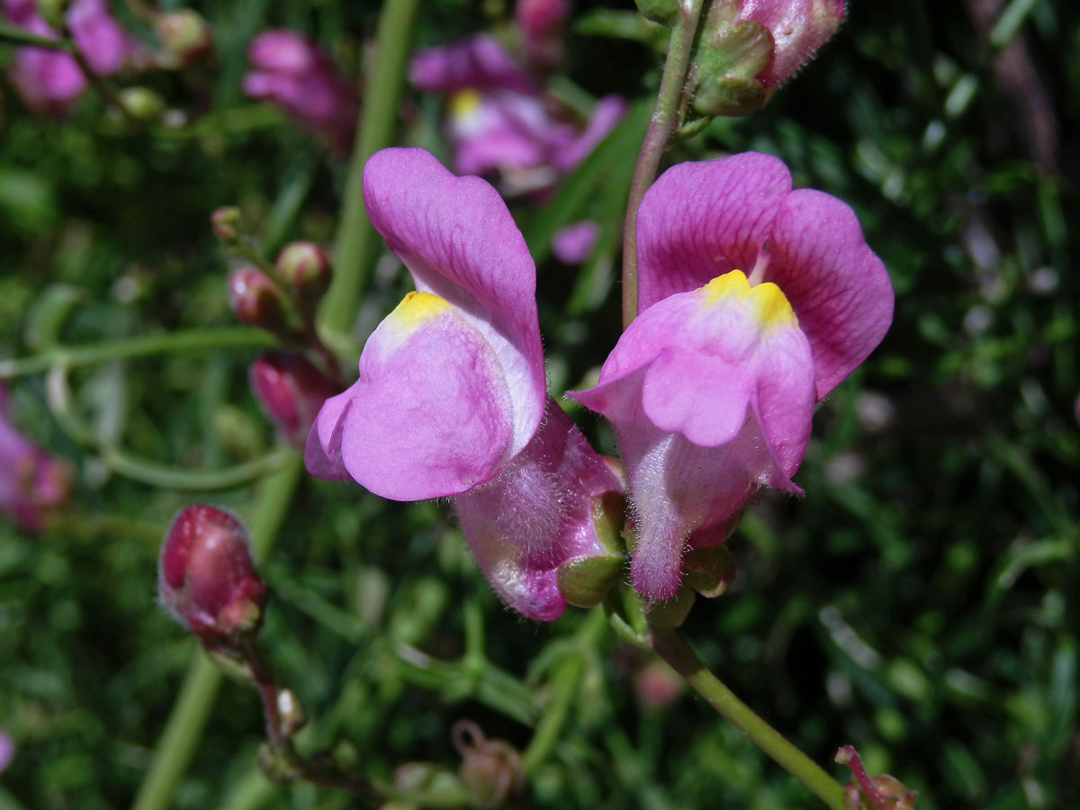 Hledík (Antirrhinum australe Rothm.)