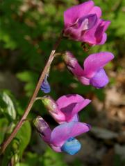 Hrachor jarní, Lecha jarní (Lathyrus vernus (L.) Bernh.)