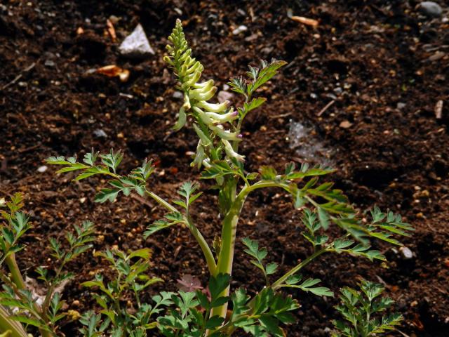 Dymnivka (Corydalis saxicola G. S. Bunting)