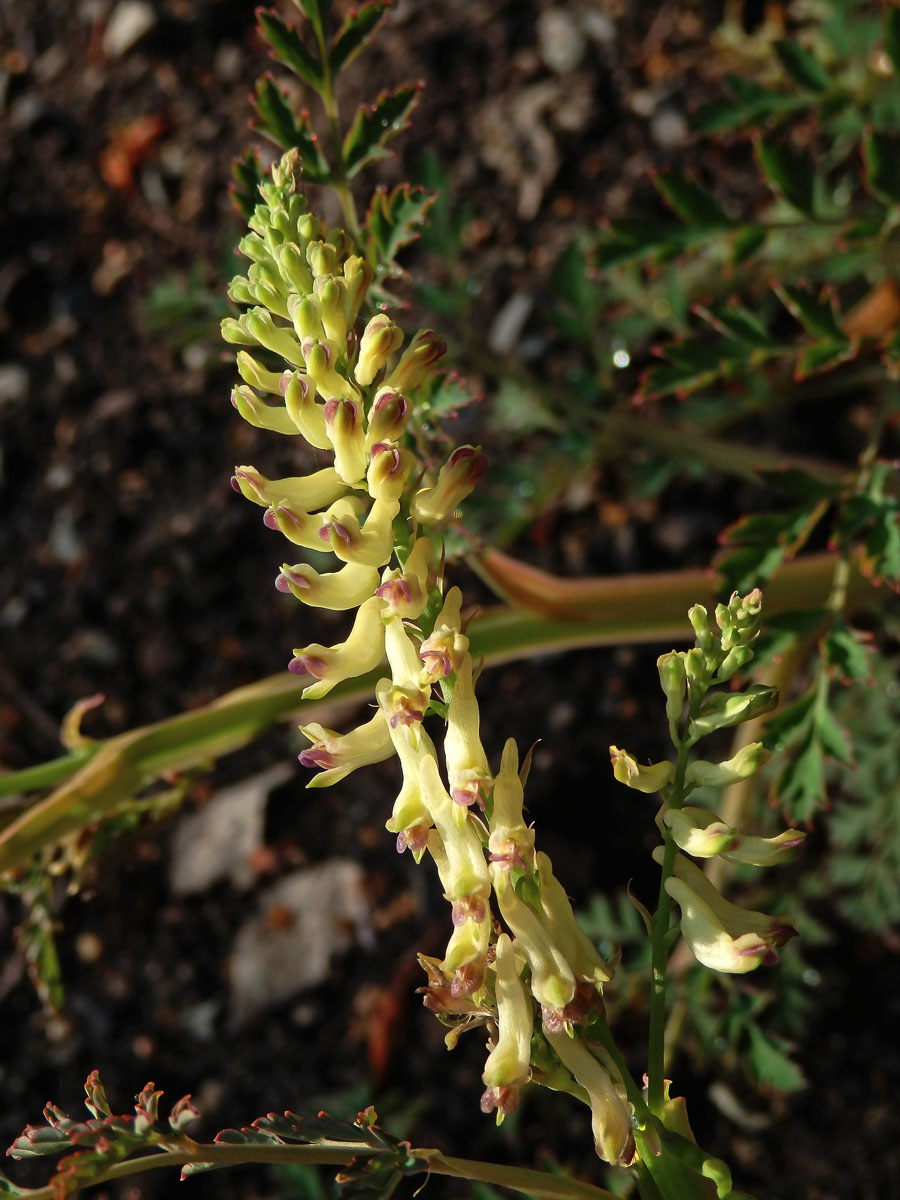 Dymnivka (Corydalis saxicola G. S. Bunting)