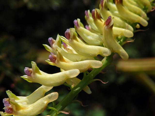 Dymnivka (Corydalis saxicola G. S. Bunting)