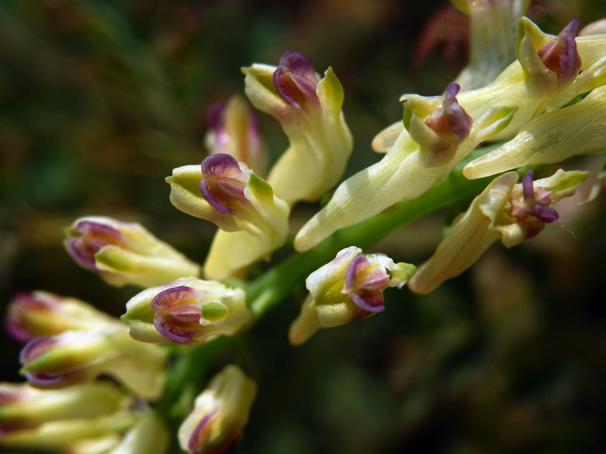 Dymnivka (Corydalis saxicola G. S. Bunting)