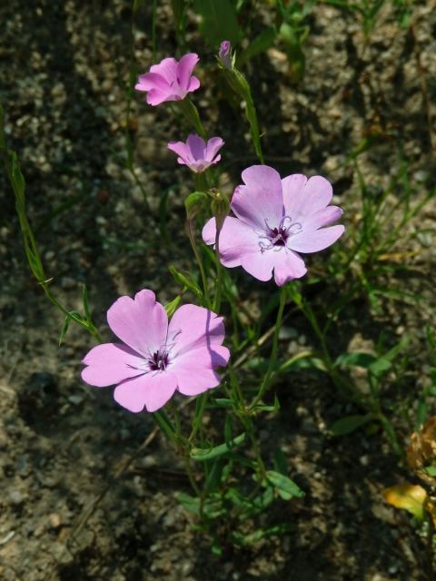 Koukol (Agrostemma gracilis Boiss.)