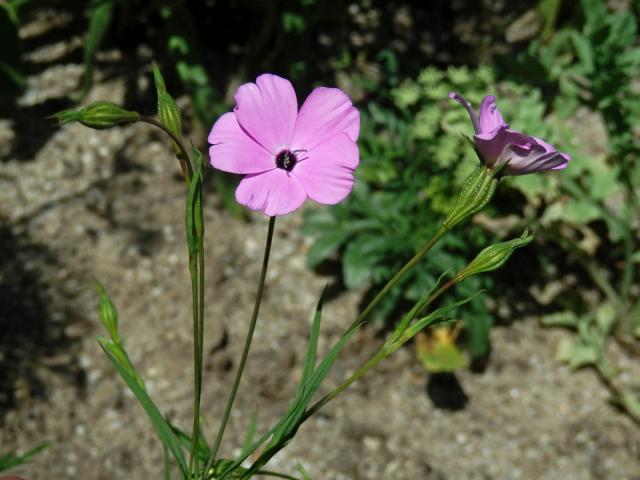 Koukol (Agrostemma gracilis Boiss.)