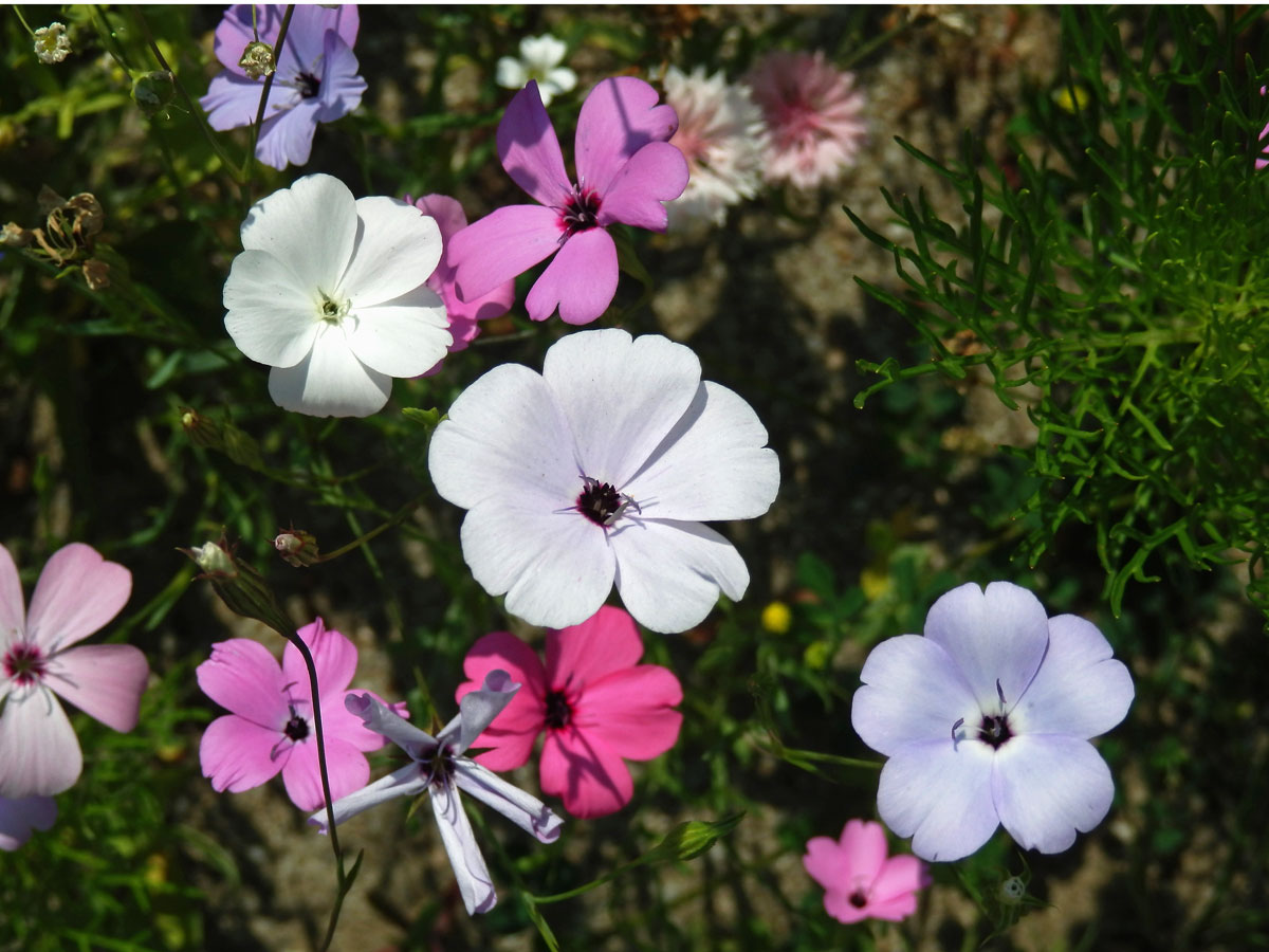 Koukol (Agrostemma gracilis Boiss.)