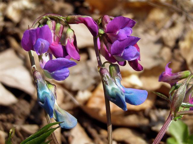 Hrachor jarní, Lecha jarní (Lathyrus vernus (L.) Bernh.)