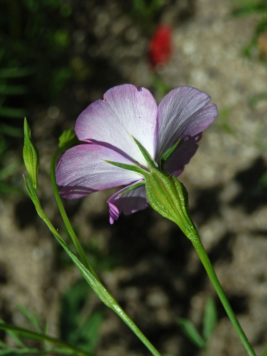 Koukol (Agrostemma gracilis Boiss.)