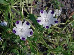 Hajnička skvrnitá (Nemophila maculata Bentham & Lindl.)